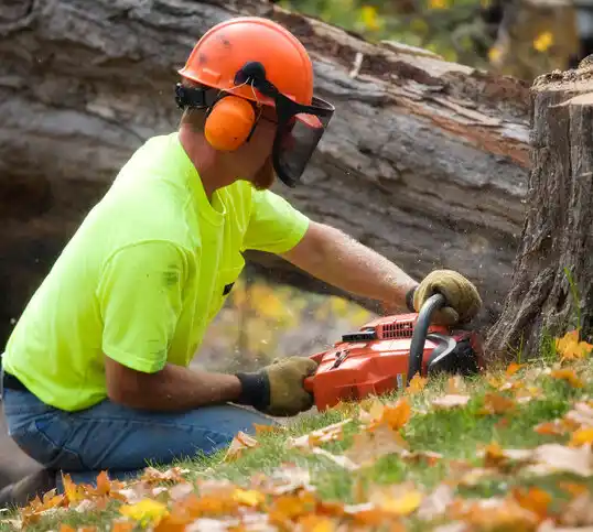 tree services Takoma Park